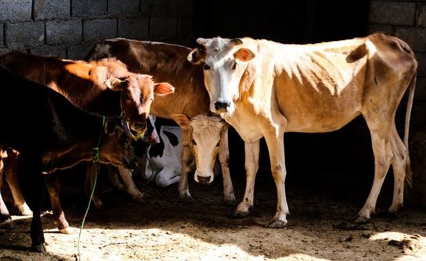 شناسایی ۱۴ کانون سویه بومی تببرفکی در خراسان رضوی