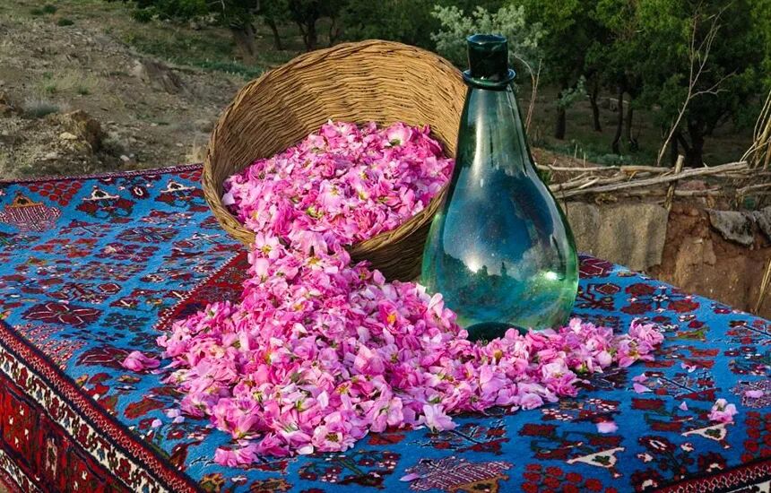 اصفهان پرچم‌دار دفاع از اصالت ایرانی «گل محمدی» شد