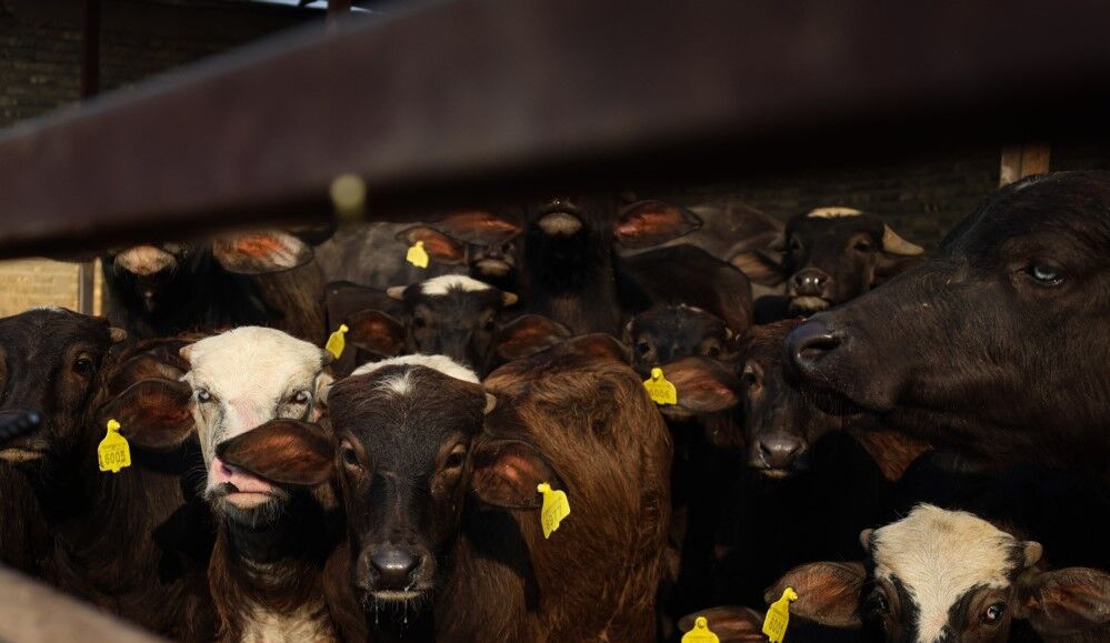 مدیر کل دامپزشکی خراسان رضوی: تهیه واکسن تب‌برفکی نیازمند تامین اعتبار است