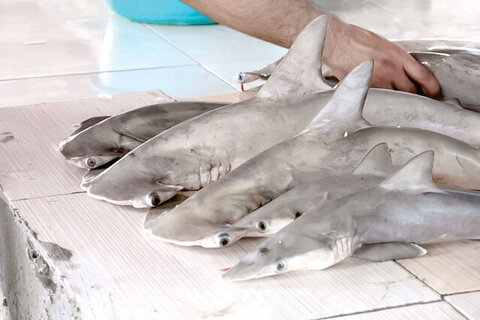 کوسه‌های خلیج فارس صید رستوران‌های لوکس می شوند