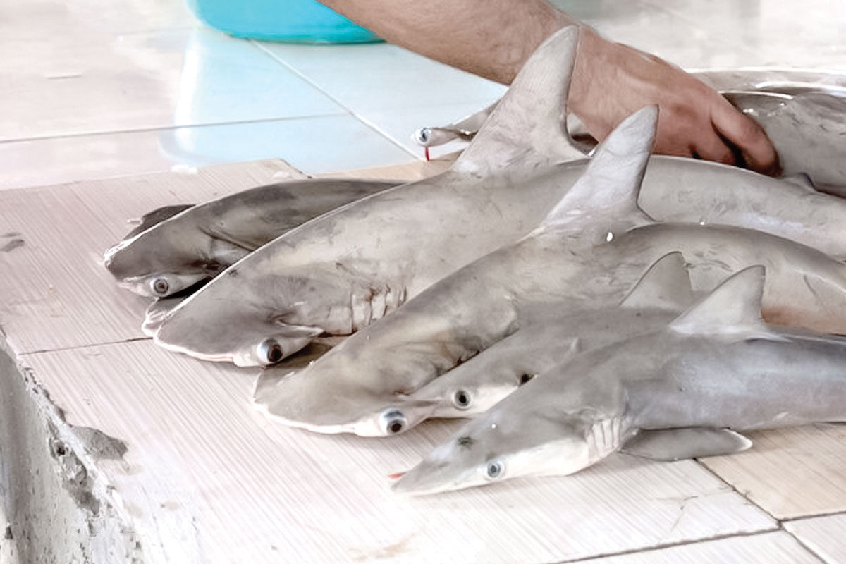 کوسه‌های خلیج فارس صید رستوران‌های لوکس می شوند