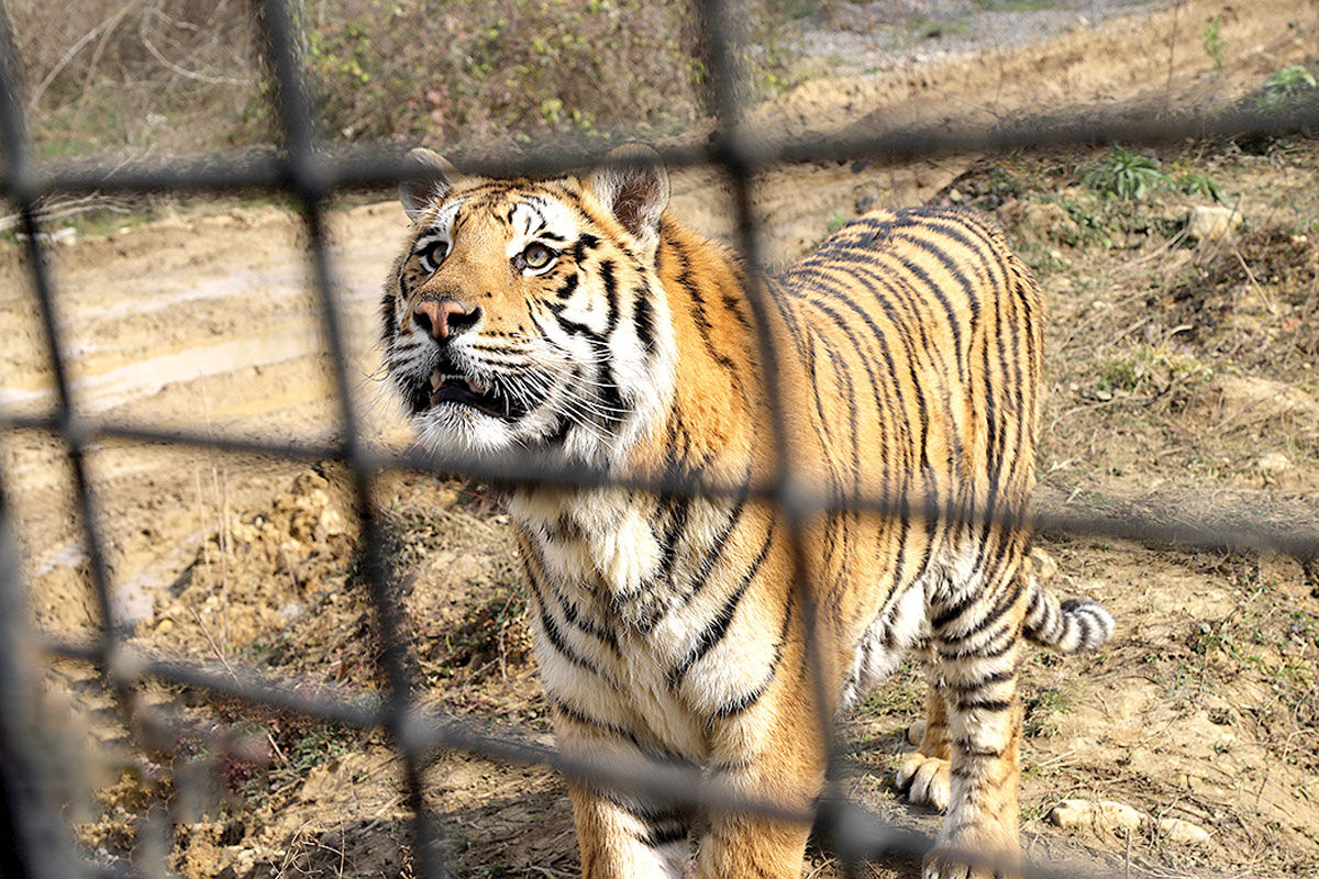 «الیمالات» مشت نمونه خروار حفاظت از محیط زیست