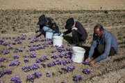 زعفران، گزینه امیدبخش کشاورزان آذربایجان‌غربی در سال‌های کم‌آبی
