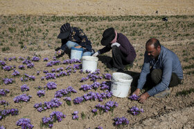 زعفران، گزینه امیدبخش کشاورزان آذربایجان‌غربی در سال‌های کم‌آبی