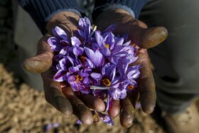 گزارش تصویری | برداشت گل زعفران از مزارع روستای فرُخد مشهد