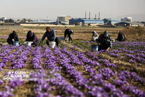 گزارش تصویری | برداشت گل زعفران از مزارع روستای فرُخد مشهد