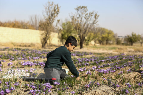گزارش تصویری | برداشت گل زعفران از مزارع روستای فرُخد مشهد