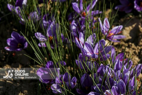گزارش تصویری | برداشت گل زعفران از مزارع روستای فرُخد مشهد