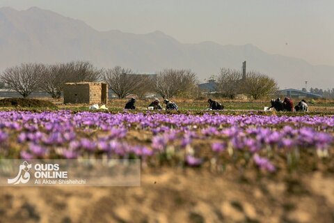 گزارش تصویری | برداشت گل زعفران از مزارع روستای فرُخد مشهد