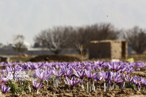 گزارش تصویری | برداشت گل زعفران از مزارع روستای فرُخد مشهد