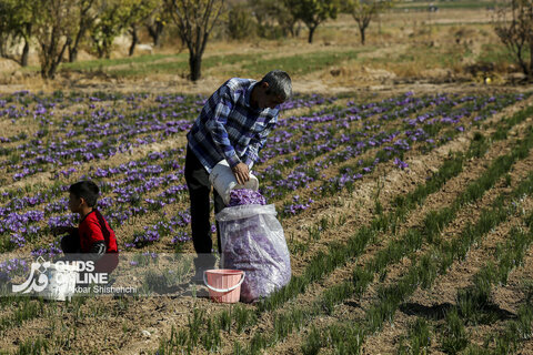 گزارش تصویری | برداشت گل زعفران از مزارع روستای فرُخد مشهد