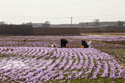 گزارش تصویری | برداشت گل زعفران از مزارع روستای فرُخد مشهد