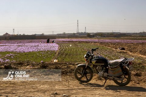گزارش تصویری | برداشت گل زعفران از مزارع روستای فرُخد مشهد