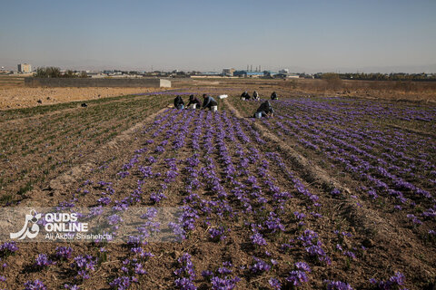 گزارش تصویری | برداشت گل زعفران از مزارع روستای فرُخد مشهد