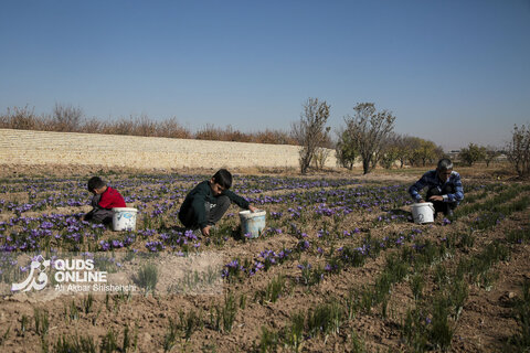 گزارش تصویری | برداشت گل زعفران از مزارع روستای فرُخد مشهد