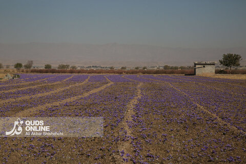 گزارش تصویری | برداشت گل زعفران از مزارع روستای فرُخد مشهد