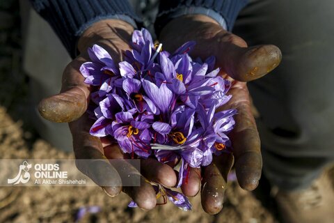 گزارش تصویری | برداشت گل زعفران از مزارع روستای فرُخد مشهد