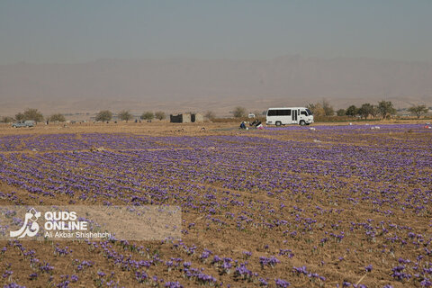 گزارش تصویری | برداشت گل زعفران از مزارع روستای فرُخد مشهد