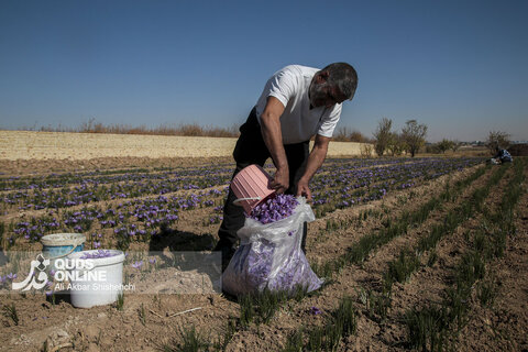 گزارش تصویری | برداشت گل زعفران از مزارع روستای فرُخد مشهد