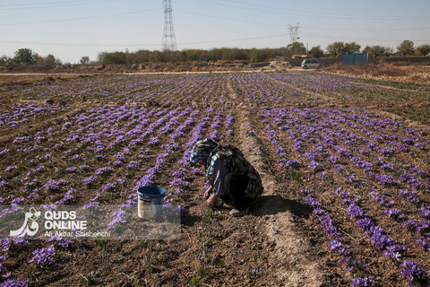 گزارش تصویری | برداشت گل زعفران از مزارع روستای فرُخد مشهد