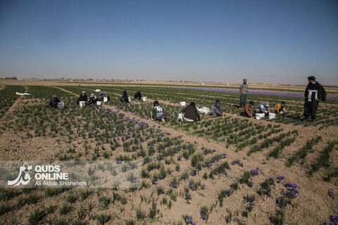 گزارش تصویری | برداشت گل زعفران از مزارع روستای فرُخد مشهد