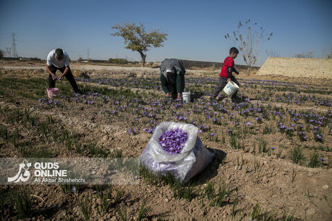گزارش تصویری | برداشت گل زعفران از مزارع روستای فرُخد مشهد