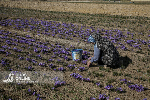 گزارش تصویری | برداشت گل زعفران از مزارع روستای فرُخد مشهد