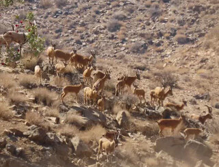 اجرای سرشماری حیات‌ وحش در پارک ملی بختگان فارس