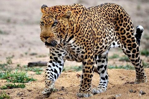 پلنگ‌های قزوین شناسنامه‌دار می‌شوند