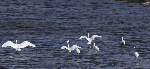 زمستان گذرانی پرندگان مهاجر در زیستگاه‌های آبی لرستان