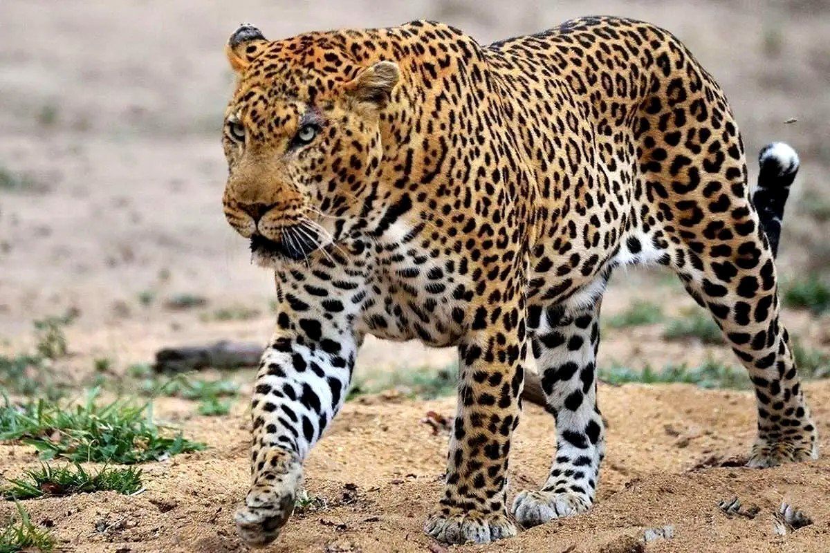 پلنگ‌های قزوین شناسنامه‌دار می‌شوند