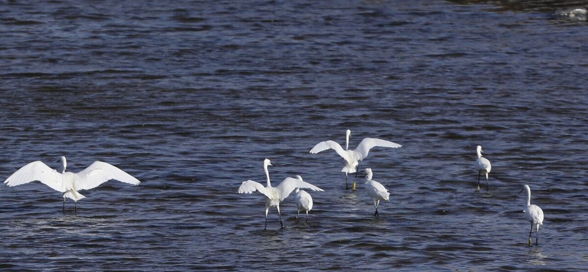 زمستان گذرانی پرندگان مهاجر در زیستگاه‌های آبی لرستان