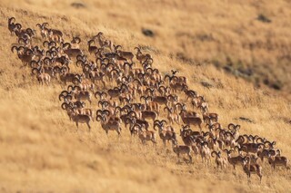 سرشماری گونه‌های زیستی پارک ملی گلستان آغاز شد