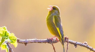 راز آواز صبحگاهی پرندگان