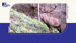 فیلم | ثبت تصاویری بی‌نظیر از گوزن قرمز در جنگل‌های لنگرود