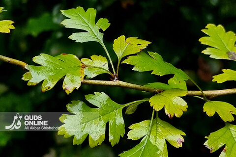 گزارش تصویری | طبیعت زیبای آبشار شیرآباد - استان گلستان