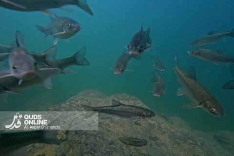 گزارش تصویری | طبیعت زیبای آبشار شیرآباد - استان گلستان