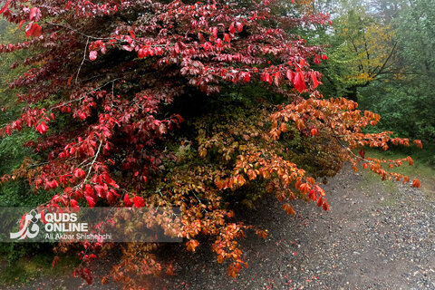 گزارش تصویری | طبیعت زیبای آبشار شیرآباد - استان گلستان