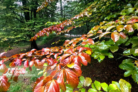 گزارش تصویری | طبیعت زیبای آبشار شیرآباد - استان گلستان