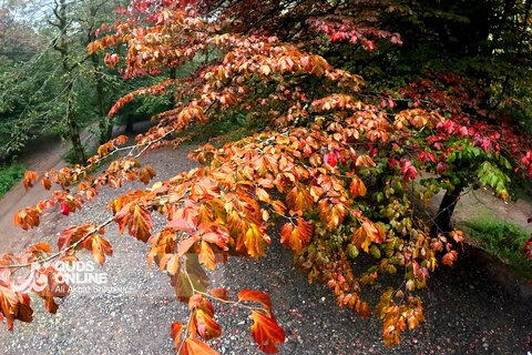 گزارش تصویری | طبیعت زیبای آبشار شیرآباد - استان گلستان