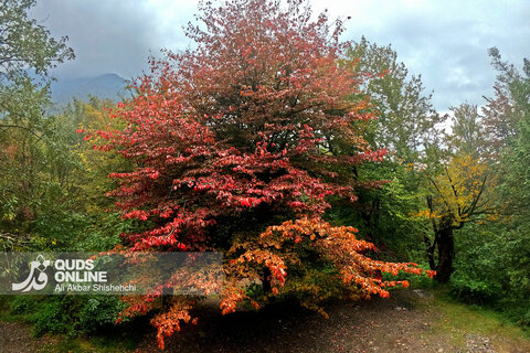گزارش تصویری | طبیعت زیبای آبشار شیرآباد - استان گلستان