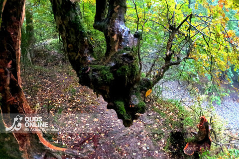 گزارش تصویری | طبیعت زیبای آبشار شیرآباد - استان گلستان