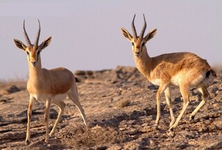 انتقال جبیر از پارک ملی کویر به توران؛ راهبرد تقویت زنجیره طعمه یوزپلنگ