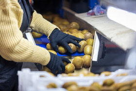 صادرات ۸۰ میلیون دلاری کیوی از گیلان