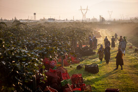 برداشت کیوی از باغات شمال