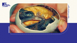 فیلم | چندش آورترین غذاهای جهان