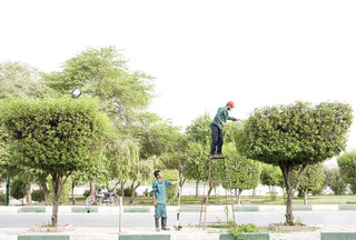 «گیاهان مهاجم» خوره جان شهرهای ایران