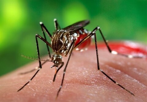 هشدار علوم پزشکی کرمان به مسافران بندرعباس و چابهار/ افزایش موارد تب دنگی در جنوب کشور