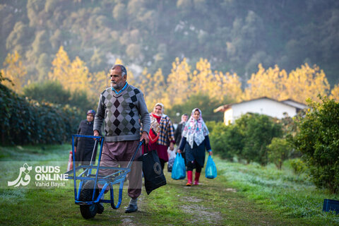 برداشت کیوی از باغات شمال