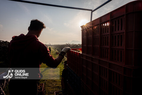 برداشت کیوی از باغات شمال